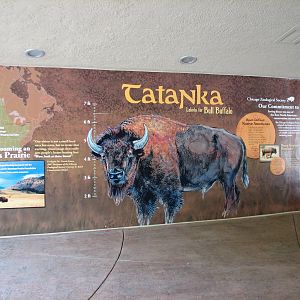 Great Bear Wilderness - American Bison Exhibit - Graphic