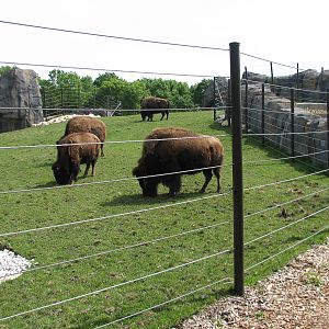 Great Bear Wilderness - American Bison Exhibit