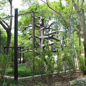Great Bear Wilderness - Bald Eagle Exhibit