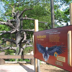 Great Bear Wilderness - Bald Eagle Exhibit