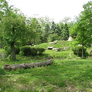 Great Bear Wilderness - Wolf Woods - Mexican Gray Wolf Exhibit