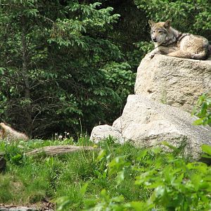 Great Bear Wilderness - Wolf Woods - Mexican Gray Wolf