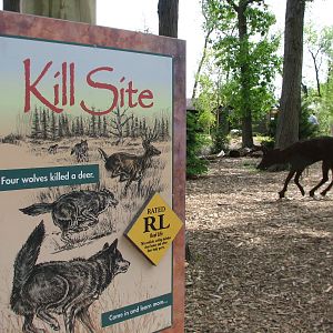 Great Bear Wilderness - Wolf Woods - Kill Site Interpretive Area