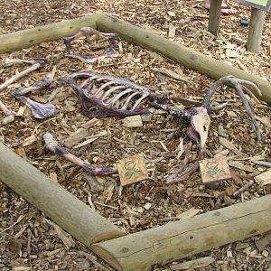 Great Bear Wilderness - Wolf Woods - Kill Site Interpretive Area