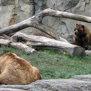 Great Bear Wilderness - Grizzly Bears