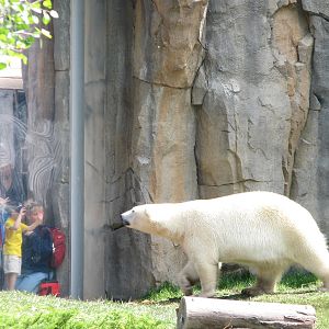 Great Bear Wilderness - First Polar Bear Exhibit