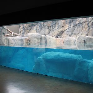 Great Bear Wilderness - Grizzly Bear Indoor Underwater Viewing Area