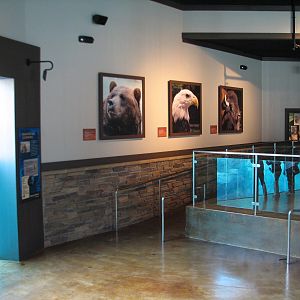 Great Bear Wilderness - Indoor Viewing Area