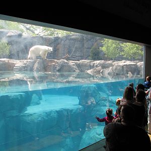 Great Bear Wilderness - First Polar Bear Exhibit Indoor Underwater Viewing