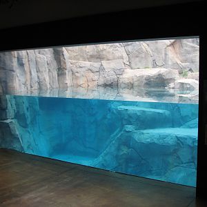 Great Bear Wilderness - First Polar Bear Exhibit Indoor Underwater Viewing