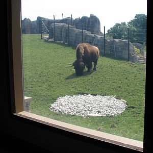 Great Bear Wilderness - Classroom - View of American Bison Exhibit