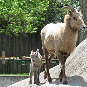 Spring is for Babies