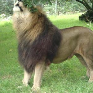 African Lion DZP