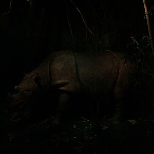 Subur the Sumatran rhino