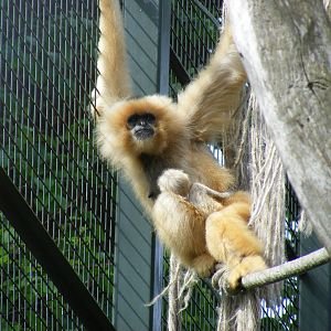 Buff-cheeked gibbon with baby at Edinburgh Zoo, 21 May 2010