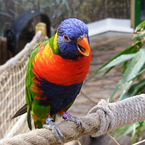Rainbow lorikeet at Edinburgh Zoo, 21 May 2010