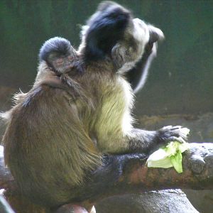 Brown capuchin monkey with baby at Edinburgh Zoo, 21 May 2010