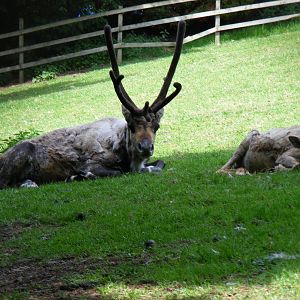 Reindeer at Edinburgh Zoo, 21 May 2010