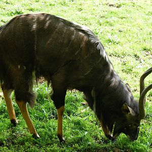 Nyala at Edinburgh Zoo, 21 May 2010