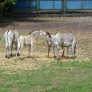 Grevy's zebras at Edinburgh Zoo, 21 May 2010