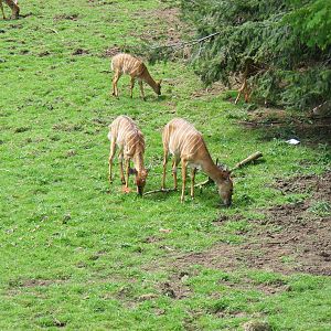 Nyalas at Edinburgh Zoo, 21 May 2010