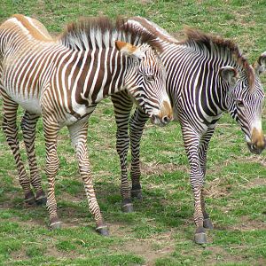 Grevy's zebra foals at Edinburgh Zoo, 21 May 2010