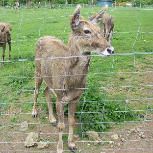White-lipped deer at Edinburgh Zoo, 21 May 2010