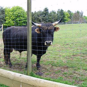 Heck cattle at Edinburgh Zoo, 21 May 2010