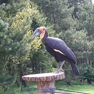 Southern ground hornbill at Edinburgh Zoo, 21 May 2010
