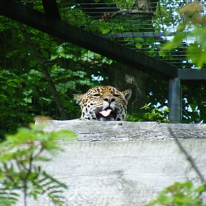 Tina the jaguar at Edinburgh Zoo, 21 May 2010