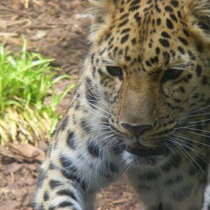 Amur leopard at Edinburgh Zoo, 21 May 2010