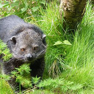 Binturong at Edinburgh Zoo, 21 May 2010