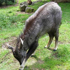 Central Chinese goral at Edinburgh Zoo, 21 May 2010