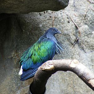 Nicobar pigeon at Edinburgh Zoo, 21 May 2010