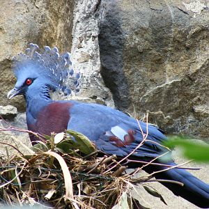 Victoria crowned pigeon at Edinburgh Zoo, 21 May 2010