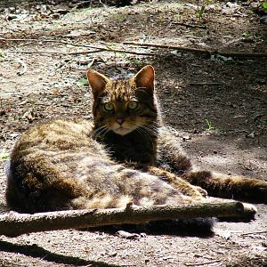 Scottish wildcat at Edinburgh Zoo, 21 May 2010