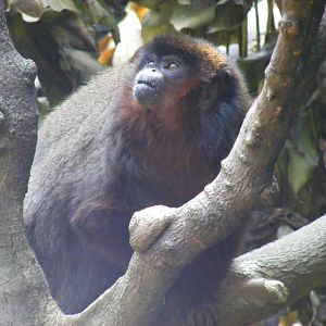 Red titi monkey at Edinburgh Zoo, 21 May 2010