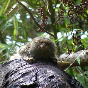 Pygmy marmoset at Edinburgh Zoo, 21 May 2010