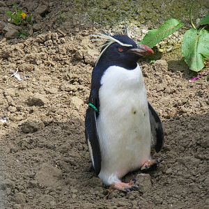 Northern rockhopper penguin at Edinburgh Zoo, 21 May 2010