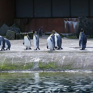 King penguins at Edinburgh Zoo, 21 May 2010