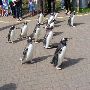 Gentoo penguins on 'penguin parade' at Edinburgh Zoo, 21 May 2010