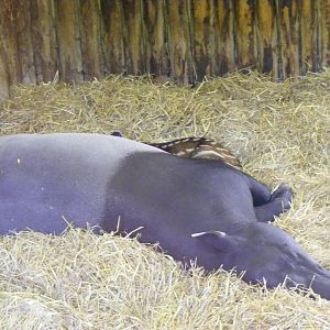 Malayan tapir with calf at Edinburgh Zoo, 21 May 2010