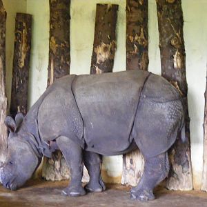 Greater one-horned rhino at Edinburgh Zoo, 21 May 2010