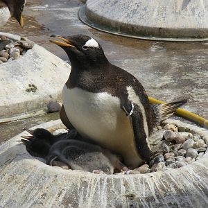 Gentoo penguin with chicks at Edinburgh Zoo, 21 May 2010