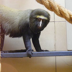 Hamlyn's monkey at Edinburgh Zoo, 21 May 2010