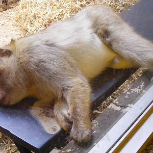 Barbary macaque at Edinburgh Zoo, 21 May 2010