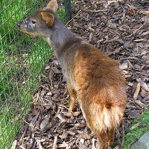 Southern pudu at Edinburgh Zoo, 21 May 2010