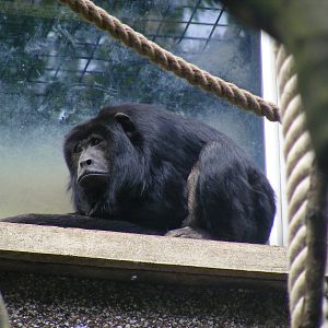 Black howler monkey at Edinburgh Zoo, 21 May 2010