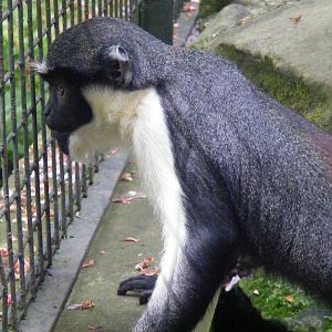 Diana monkey at Edinburgh Zoo, 21 May 2010
