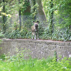Painted hunting dog at Edinburgh Zoo, 21 May 2010